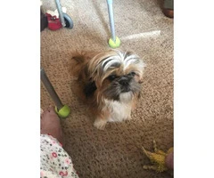 Male Shih tzu puppy needs a new home - 9