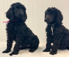 Rehoming 5 Standard Poodle Puppies full breed