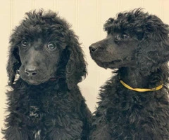Rehoming 5 Standard Poodle Puppies full breed - 2