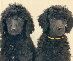 Rehoming 5 Standard Poodle Puppies full breed - 3