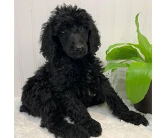 Rehoming 5 Standard Poodle Puppies full breed - 4