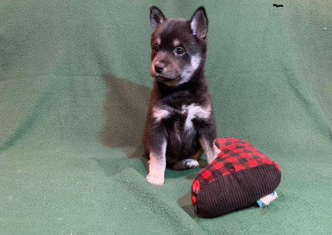 5 Alaskan Klee Kai Puppies Ready For Christmas