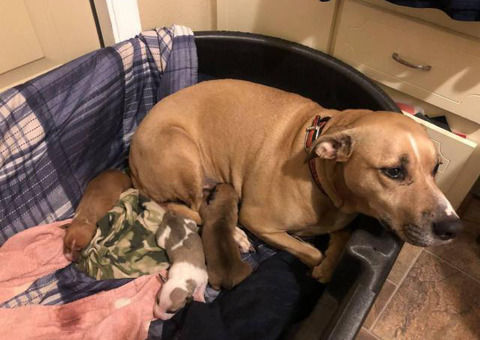 2 Black Mouth Cur puppies are ready for re-homing