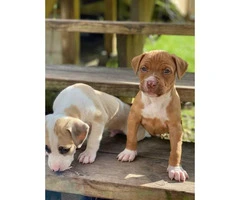 2 Black Mouth Cur puppies are ready for re-homing - 2