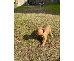 2 Black Mouth Cur puppies are ready for re-homing - 7