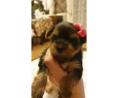 Lovely Male And Female Teacup Yorkie Puppies