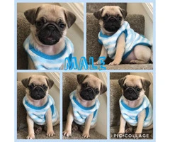 Lovely Male And Female pug Puppies - 1