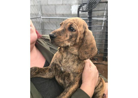 4 male Akc plott hounds available for sale