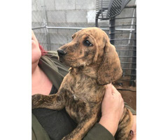 4 male Akc plott hounds available for sale