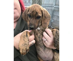 4 male Akc plott hounds available for sale - 2