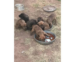 4 male Akc plott hounds available for sale