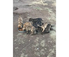 4 male Akc plott hounds available for sale - 5