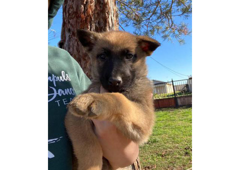10 Belgian Malinois Puppies for sale