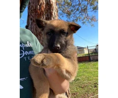 10 Belgian Malinois Puppies for sale