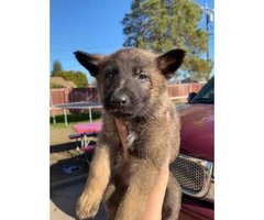 10 Belgian Malinois Puppies for sale - 2
