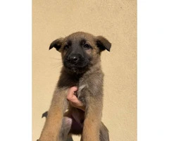 10 Belgian Malinois Puppies for sale - 3