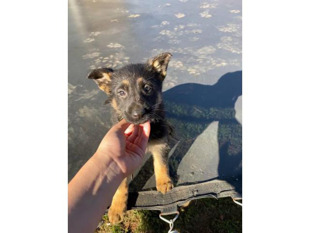 10 Belgian Malinois Puppies for sale in Modesto