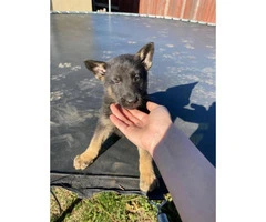10 Belgian Malinois Puppies for sale - 5