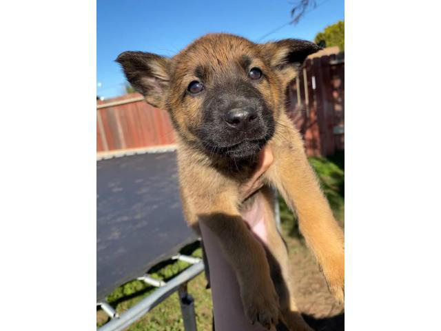 10 Belgian Malinois Puppies for sale in Modesto