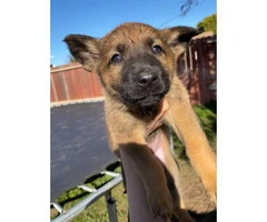 10 Belgian Malinois Puppies for sale - 6