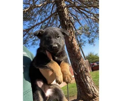 10 Belgian Malinois Puppies for sale - 7