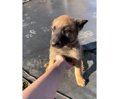10 Belgian Malinois Puppies for sale - 8