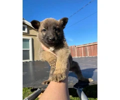 10 Belgian Malinois Puppies for sale - 10
