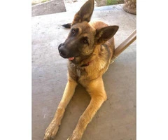 10 Belgian Malinois Puppies for sale - 11