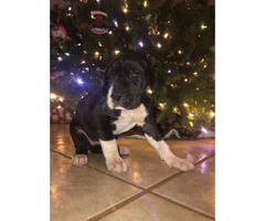 11 Great Dane pups available for Christmas