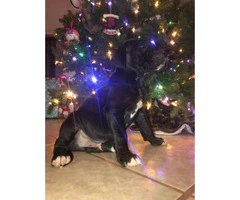 11 Great Dane pups available for Christmas - 2