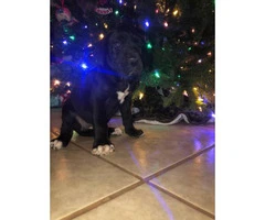 11 Great Dane pups available for Christmas - 3