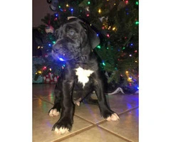 11 Great Dane pups available for Christmas - 4
