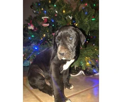 11 Great Dane pups available for Christmas - 5