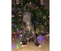 11 Great Dane pups available for Christmas - 6