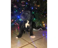 11 Great Dane pups available for Christmas - 7