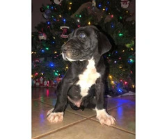 11 Great Dane pups available for Christmas - 8