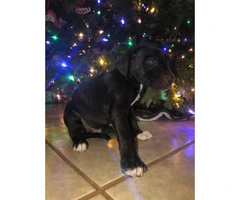 11 Great Dane pups available for Christmas - 10