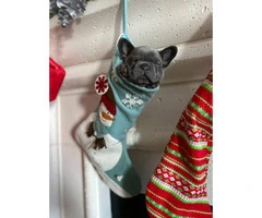 Pretty full-blooded Christmas French bulldogs - 3