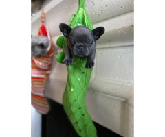 Pretty full-blooded Christmas French bulldogs - 4