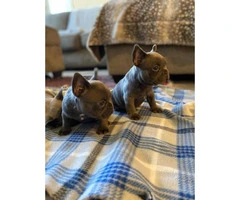 Pretty full-blooded Christmas French bulldogs - 7