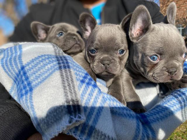 Pretty full-blooded Christmas French bulldogs Dallas - Puppies for Sale ...