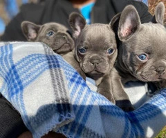 Pretty full-blooded Christmas French bulldogs - 8