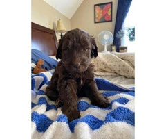 Five girl labradoodle F2 chocolate puppies