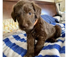 Five girl labradoodle F2 chocolate puppies - 2
