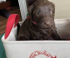 Five girl labradoodle F2 chocolate puppies - 3
