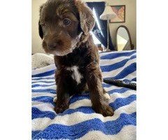 Five girl labradoodle F2 chocolate puppies - 5