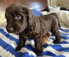 Five girl labradoodle F2 chocolate puppies - 6