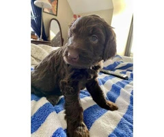 Five girl labradoodle F2 chocolate puppies - 7