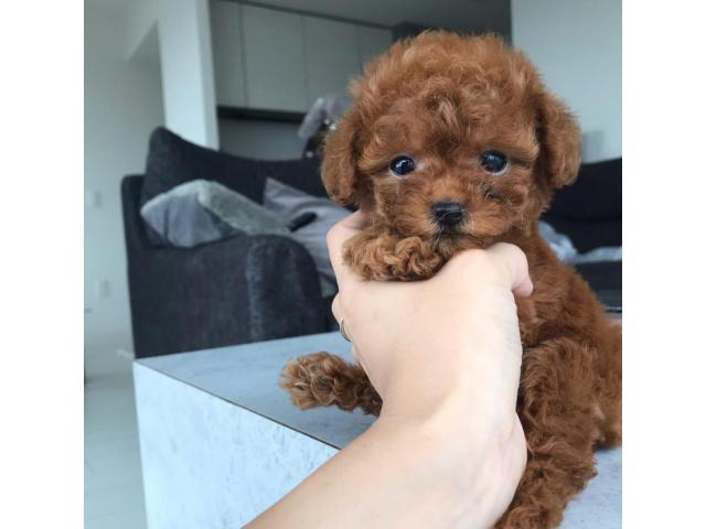 Toy Poodle Puppies For Sale in Vancouver, Washington ...