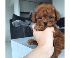 Toy Poodle Puppies For Sale - 1